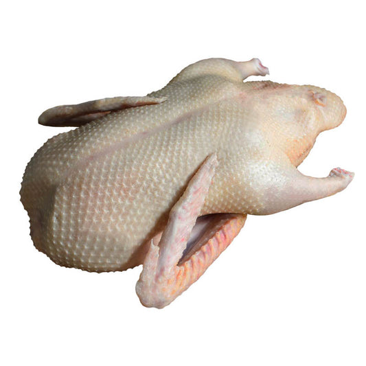 Pato